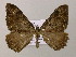  (Rheumaptera AH01Bo - BC ZSM Lep 57212)  @12 [ ] CreativeCommons - Attribution Non-Commercial Share-Alike (2011) Axel Hausmann/Bavarian State Collection of Zoology (ZSM) SNSB, Zoologische Staatssammlung Muenchen