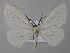  (Carpella AH01Bo - BC ZSM Lep 57231)  @13 [ ] CreativeCommons - Attribution Non-Commercial Share-Alike (2011) Axel Hausmann/Bavarian State Collection of Zoology (ZSM) SNSB, Zoologische Staatssammlung Muenchen