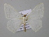  (Sericoptera AH01Bo - BC ZSM Lep 57232)  @13 [ ] CreativeCommons - Attribution Non-Commercial Share-Alike (2011) Axel Hausmann/Bavarian State Collection of Zoology (ZSM) SNSB, Zoologische Staatssammlung Muenchen
