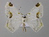  ( - BC ZSM Lep 57234)  @12 [ ] CreativeCommons - Attribution Non-Commercial Share-Alike (2011) Axel Hausmann/Bavarian State Collection of Zoology (ZSM) SNSB, Zoologische Staatssammlung Muenchen