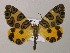  ( - BC ZSM Lep 57237)  @14 [ ] CreativeCommons - Attribution Non-Commercial Share-Alike (2011) Axel Hausmann/Bavarian State Collection of Zoology (ZSM) SNSB, Zoologische Staatssammlung Muenchen