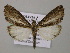 (Rucana AH01Bo - BC ZSM Lep 57238)  @12 [ ] CreativeCommons - Attribution Non-Commercial Share-Alike (2011) Axel Hausmann/Bavarian State Collection of Zoology (ZSM) SNSB, Zoologische Staatssammlung Muenchen