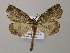  (Ischnopteris AH02Bo - BC ZSM Lep 57240)  @13 [ ] CreativeCommons - Attribution Non-Commercial Share-Alike (2011) Axel Hausmann/Bavarian State Collection of Zoology (ZSM) SNSB, Zoologische Staatssammlung Muenchen