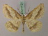  (Aspitates acuminaria - BC ZSM Lep 57721)  @13 [ ] CreativeCommons - Attribution Non-Commercial Share-Alike (2011) Axel Hausmann/Bavarian State Collection of Zoology (ZSM) SNSB, Zoologische Staatssammlung Muenchen