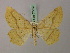 (Aspitates stschurovskyi - BC ZSM Lep 57722)  @11 [ ] CreativeCommons - Attribution Non-Commercial Share-Alike (2011) Axel Hausmann/Bavarian State Collection of Zoology (ZSM) SNSB, Zoologische Staatssammlung Muenchen