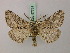  ( - BC ZSM Lep 57731)  @11 [ ] CreativeCommons - Attribution Non-Commercial Share-Alike (2011) Axel Hausmann/Bavarian State Collection of Zoology (ZSM) SNSB, Zoologische Staatssammlung Muenchen
