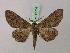  ( - BC ZSM Lep 57734)  @11 [ ] CreativeCommons - Attribution Non-Commercial Share-Alike (2011) Axel Hausmann/Bavarian State Collection of Zoology (ZSM) SNSB, Zoologische Staatssammlung Muenchen