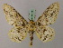  ( - BC ZSM Lep 57736)  @11 [ ] CreativeCommons - Attribution Non-Commercial Share-Alike (2011) Axel Hausmann/Bavarian State Collection of Zoology (ZSM) SNSB, Zoologische Staatssammlung Muenchen