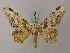  ( - BC ZSM Lep 57741)  @11 [ ] CreativeCommons - Attribution Non-Commercial Share-Alike (2011) Axel Hausmann/Bavarian State Collection of Zoology (ZSM) SNSB, Zoologische Staatssammlung Muenchen