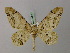  ( - BC ZSM Lep 57745)  @14 [ ] CreativeCommons - Attribution Non-Commercial Share-Alike (2011) Axel Hausmann/Bavarian State Collection of Zoology (ZSM) SNSB, Zoologische Staatssammlung Muenchen