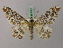  ( - BC ZSM Lep 57753)  @11 [ ] CreativeCommons - Attribution Non-Commercial Share-Alike (2011) Axel Hausmann/Bavarian State Collection of Zoology (ZSM) SNSB, Zoologische Staatssammlung Muenchen