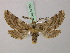  ( - BC ZSM Lep 57755)  @12 [ ] CreativeCommons - Attribution Non-Commercial Share-Alike (2011) Axel Hausmann/Bavarian State Collection of Zoology (ZSM) SNSB, Zoologische Staatssammlung Muenchen
