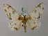  ( - BC ZSM Lep 57757)  @11 [ ] CreativeCommons - Attribution Non-Commercial Share-Alike (2011) Axel Hausmann/Bavarian State Collection of Zoology (ZSM) SNSB, Zoologische Staatssammlung Muenchen