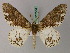  ( - BC ZSM Lep 57761)  @13 [ ] CreativeCommons - Attribution Non-Commercial Share-Alike (2011) Axel Hausmann/Bavarian State Collection of Zoology (ZSM) SNSB, Zoologische Staatssammlung Muenchen