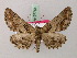  (Omphalucha molochina - BC ZSM Lep 57764)  @11 [ ] CreativeCommons - Attribution Non-Commercial Share-Alike (2011) Axel Hausmann/Bavarian State Collection of Zoology (ZSM) SNSB, Zoologische Staatssammlung Muenchen