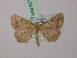  (Obolcola BOLD:AAY9228 - BC ZSM Lep 57767)  @13 [ ] CreativeCommons - Attribution Non-Commercial Share-Alike (2011) Axel Hausmann/Bavarian State Collection of Zoology (ZSM) SNSB, Zoologische Staatssammlung Muenchen