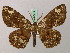  ( - BC ZSM Lep 57775)  @11 [ ] CreativeCommons - Attribution Non-Commercial Share-Alike (2011) Axel Hausmann/Bavarian State Collection of Zoology (ZSM) SNSB, Zoologische Staatssammlung Muenchen