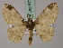  ( - BC ZSM Lep 57782)  @11 [ ] CreativeCommons - Attribution Non-Commercial Share-Alike (2011) Axel Hausmann/Bavarian State Collection of Zoology (ZSM) SNSB, Zoologische Staatssammlung Muenchen