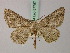  ( - BC ZSM Lep 57787)  @11 [ ] CreativeCommons - Attribution Non-Commercial Share-Alike (2011) Axel Hausmann/Bavarian State Collection of Zoology (ZSM) SNSB, Zoologische Staatssammlung Muenchen