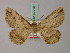  ( - BC ZSM Lep 57796)  @11 [ ] CreativeCommons - Attribution Non-Commercial Share-Alike (2011) Axel Hausmann/Bavarian State Collection of Zoology (ZSM) SNSB, Zoologische Staatssammlung Muenchen