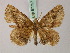  ( - BC ZSM Lep 57797)  @11 [ ] CreativeCommons - Attribution Non-Commercial Share-Alike (2011) Axel Hausmann/Bavarian State Collection of Zoology (ZSM) SNSB, Zoologische Staatssammlung Muenchen