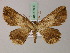 (Ceruncina subplagiata - BC ZSM Lep 57800)  @11 [ ] CreativeCommons - Attribution Non-Commercial Share-Alike (2011) Axel Hausmann/Bavarian State Collection of Zoology (ZSM) SNSB, Zoologische Staatssammlung Muenchen