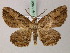  ( - BC ZSM Lep 57801)  @11 [ ] CreativeCommons - Attribution Non-Commercial Share-Alike (2011) Axel Hausmann/Bavarian State Collection of Zoology (ZSM) SNSB, Zoologische Staatssammlung Muenchen
