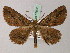  ( - BC ZSM Lep 57802)  @11 [ ] CreativeCommons - Attribution Non-Commercial Share-Alike (2011) Axel Hausmann/Bavarian State Collection of Zoology (ZSM) SNSB, Zoologische Staatssammlung Muenchen