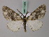  ( - BC ZSM Lep 57804)  @13 [ ] CreativeCommons - Attribution Non-Commercial Share-Alike (2011) Axel Hausmann/Bavarian State Collection of Zoology (ZSM) SNSB, Zoologische Staatssammlung Muenchen
