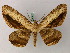  ( - BC ZSM Lep 57811)  @11 [ ] CreativeCommons - Attribution Non-Commercial Share-Alike (2011) Axel Hausmann/Bavarian State Collection of Zoology (ZSM) SNSB, Zoologische Staatssammlung Muenchen