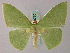  (Rhodochlora roseipalpis - BC ZSM Lep 58770)  @13 [ ] CreativeCommons - Attribution Non-Commercial Share-Alike (2011) Axel Hausmann/Bavarian State Collection of Zoology (ZSM) SNSB, Zoologische Staatssammlung Muenchen