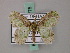  ( - BC ZSM Lep 58775)  @12 [ ] CreativeCommons - Attribution Non-Commercial Share-Alike (2011) Axel Hausmann/Bavarian State Collection of Zoology (ZSM) SNSB, Zoologische Staatssammlung Muenchen