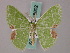  ( - BC ZSM Lep 58802)  @11 [ ] CreativeCommons - Attribution Non-Commercial Share-Alike (2011) Axel Hausmann/Bavarian State Collection of Zoology (ZSM) SNSB, Zoologische Staatssammlung Muenchen