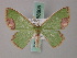  ( - BC ZSM Lep 58805)  @11 [ ] CreativeCommons - Attribution Non-Commercial Share-Alike (2011) Axel Hausmann/Bavarian State Collection of Zoology (ZSM) SNSB, Zoologische Staatssammlung Muenchen