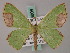  ( - BC ZSM Lep 58806)  @11 [ ] CreativeCommons - Attribution Non-Commercial Share-Alike (2011) Axel Hausmann/Bavarian State Collection of Zoology (ZSM) SNSB, Zoologische Staatssammlung Muenchen