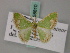  ( - BC ZSM Lep 58810)  @11 [ ] CreativeCommons - Attribution Non-Commercial Share-Alike (2011) Axel Hausmann/Bavarian State Collection of Zoology (ZSM) SNSB, Zoologische Staatssammlung Muenchen