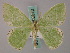  (Comibaena tenuisaria - BC ZSM Lep 58812)  @13 [ ] CreativeCommons - Attribution Non-Commercial Share-Alike (2011) Axel Hausmann/Bavarian State Collection of Zoology (ZSM) SNSB, Zoologische Staatssammlung Muenchen