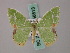  (Comibaena nigromacularia - BC ZSM Lep 58813)  @13 [ ] CreativeCommons - Attribution Non-Commercial Share-Alike (2011) Axel Hausmann/Bavarian State Collection of Zoology (ZSM) SNSB, Zoologische Staatssammlung Muenchen