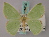  ( - BC ZSM Lep 58814)  @11 [ ] CreativeCommons - Attribution Non-Commercial Share-Alike (2011) Axel Hausmann/Bavarian State Collection of Zoology (ZSM) SNSB, Zoologische Staatssammlung Muenchen