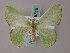  (Comibaena esmeralda - BC ZSM Lep 58815)  @14 [ ] CreativeCommons - Attribution Non-Commercial Share-Alike (2011) Axel Hausmann/Bavarian State Collection of Zoology (ZSM) SNSB, Zoologische Staatssammlung Muenchen