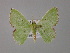  ( - BC ZSM Lep 58816)  @14 [ ] CreativeCommons - Attribution Non-Commercial Share-Alike (2011) Axel Hausmann/Bavarian State Collection of Zoology (ZSM) SNSB, Zoologische Staatssammlung Muenchen