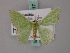  ( - BC ZSM Lep 58817)  @12 [ ] CreativeCommons - Attribution Non-Commercial Share-Alike (2011) Axel Hausmann/Bavarian State Collection of Zoology (ZSM) SNSB, Zoologische Staatssammlung Muenchen