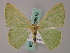  ( - BC ZSM Lep 58818)  @11 [ ] CreativeCommons - Attribution Non-Commercial Share-Alike (2011) Axel Hausmann/Bavarian State Collection of Zoology (ZSM) SNSB, Zoologische Staatssammlung Muenchen
