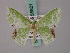  ( - BC ZSM Lep 58821)  @11 [ ] CreativeCommons - Attribution Non-Commercial Share-Alike (2011) Axel Hausmann/Bavarian State Collection of Zoology (ZSM) SNSB, Zoologische Staatssammlung Muenchen