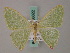  ( - BC ZSM Lep 58822)  @12 [ ] CreativeCommons - Attribution Non-Commercial Share-Alike (2011) Axel Hausmann/Bavarian State Collection of Zoology (ZSM) SNSB, Zoologische Staatssammlung Muenchen
