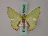  (Synchlora astraeoides - BC ZSM Lep 58840)  @14 [ ] CreativeCommons - Attribution Non-Commercial Share-Alike (2011) Axel Hausmann/Bavarian State Collection of Zoology (ZSM) SNSB, Zoologische Staatssammlung Muenchen