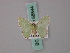  ( - BC ZSM Lep 58844)  @11 [ ] CreativeCommons - Attribution Non-Commercial Share-Alike (2011) Axel Hausmann/Bavarian State Collection of Zoology (ZSM) SNSB, Zoologische Staatssammlung Muenchen