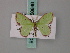  ( - BC ZSM Lep 58846)  @11 [ ] CreativeCommons - Attribution Non-Commercial Share-Alike (2011) Axel Hausmann/Bavarian State Collection of Zoology (ZSM) SNSB, Zoologische Staatssammlung Muenchen