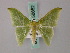  ( - BC ZSM Lep 58852)  @13 [ ] CreativeCommons - Attribution Non-Commercial Share-Alike (2011) Axel Hausmann/Bavarian State Collection of Zoology (ZSM) SNSB, Zoologische Staatssammlung Muenchen