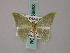  ( - BC ZSM Lep 58853)  @11 [ ] CreativeCommons - Attribution Non-Commercial Share-Alike (2011) Axel Hausmann/Bavarian State Collection of Zoology (ZSM) SNSB, Zoologische Staatssammlung Muenchen